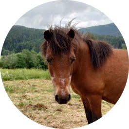 Les Paddocks