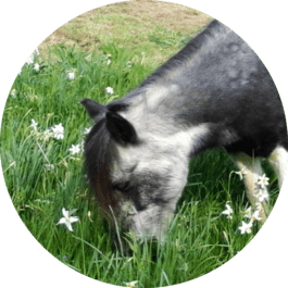 Les Paddocks