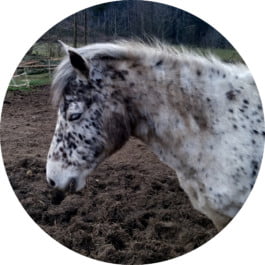 Les Paddocks
