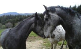 Trois chevaux se sentant dans un pré