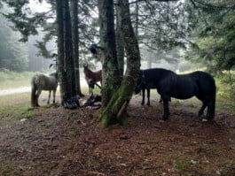 Chevaux à l'attache dans la forêt lors d'une randonnée