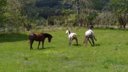 Chevaux jouant dans un pré