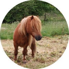 Les Paddocks