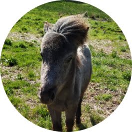 Les Paddocks